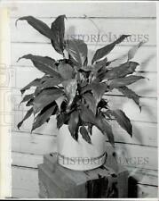 1980 Press Photo A Spathiphyllum plant on display in a pot - lra37366 picture