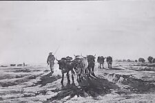 Oxen Going To Work, Constant Troyon, Magic Lantern Glass Slide picture