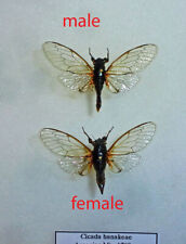 Cicadidae  CICADA HANAKEAE**** pair *****GREECE(not pinned) picture