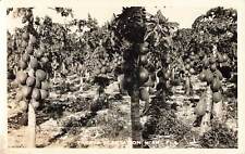 Vintage RPPC Postcard Papaya Plantation Miami Florida real photo fruits  picture