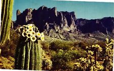 Vintage Postcard- A flowering cactus by a mountain top. Posted 1960s picture