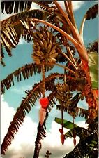 Postcard FL Tropical Cypress Gardens Commercial Bananas Winter Haven, Florida picture