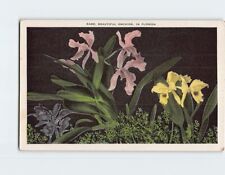 Postcard Rare Beautiful Orchids In Florida USA picture