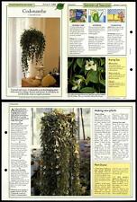 Codonanthe #132 Unusual Success With House Plants 1990 Fold-Out Card picture