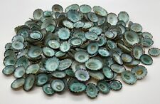 100 Aqua Limpet Shells - 0.5”-1.25” - Mexican Green Limpets (100 Shells) picture