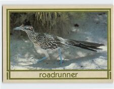 Postcard The Roadrunner picture