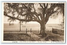 c1930's The Ring In The Oak Biloxi Mississippi MI Unposted Vintage Postcard picture