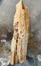 PRETTY PETRIFIED PALM WOOD 4.7# Nice Cell Structure~Colorful~Detailed ~W/Druzy picture