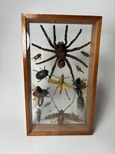 Vintage Taxidermy Double Glass Framed Bugs Insects Tarantula Wall Art 12” X 7” picture