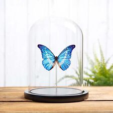 Helena Morpho Taxidermy Butterfly in Glass Dome (Morpho rhetenor helena) picture
