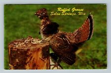 Solon Springs WI-Wisconsin, Ruffed Grouse, c1970 Vintage Postcard picture