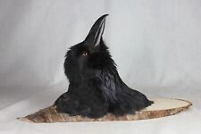 Raven, wall hanger,  Iceland, taxidermy, Icelandic Raven picture