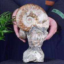 8.64LB Natural Ammonite Disc Fossil Conch Specimen Healing Decor picture