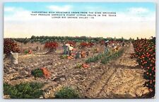TX Lower Rio Grande Valley, Harvesting Crops, Vegetables Citrus, Linen Unposted picture