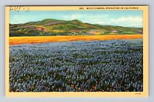 CA-California, Wild Flowers, Springtime, Antique, Vintage Postcard picture