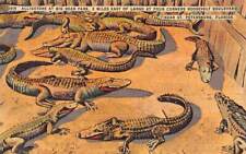 St Petersburg FL Florida Big Bear Park Alligators Largo c1940 linen postcard picture
