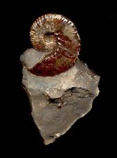 EXTINCTIONS- VERY NICE, COLORFUL AMMONITE FOSSIL FROM USA - BEAUTIFUL DISPLAY picture