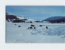Postcard A Winter Scene of Buffalo Wyoming USA North America picture
