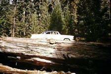 1960's classic car on giant redwood tree original 35mm slide Zd5 picture
