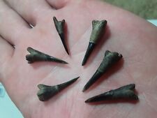 6 Nice Fossil Ischyrhiza Mira Rostral Mississippi Eutaw Saaw Ray teeth Sawskates picture
