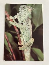 Vintage Lerner Chameleon Postcard picture