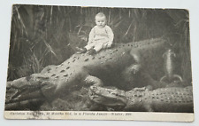 Antique 1920 Carleton Noll York Baby On Alligator Florida Jungle Postcard picture