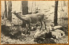 Chicago IL ~ Field Museum of Natural History ~ White-Tailed Deer ~ PM 1922 picture