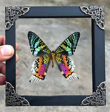 Madagascan Sunset Moth Framed Taxidermy Butterfly Clear Frame Antique Wall Decor picture