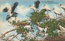 Miami FL Florida, Wood Ibis in an Everglades Rookery, Vintage Postcard picture