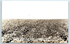 Postcard Potato Field in Bloom - Caribou ME Maine RPPC A143 picture