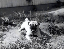 c1940 Vintage Dog~2 Snapshot Photos~Pug Named 