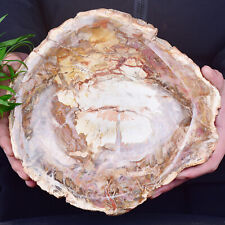 7.56LB Natural Petrified Wood Bowl shaped quartz crystal healing picture