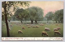 Sheep Grazing in Washington Park Chicago Illinois Antique 1906 Postcard picture