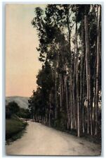 c1940 Veronica Springs Drive Santa Barbara California CA Hand-Colored Postcard picture