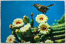 Arizona Cactus Wren and Saguaro Blossoms Unposted Deckle Edge Chrome Postcard picture