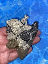 MEGALODON SHARK TOOTH 3.54’’ HUGE TEETH MEG SCUBA DIVER DIRECT FOSSIL NC 8059 picture