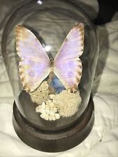 Butterfly Morpho Glass Dome Portis Brazil On Wooded Base picture