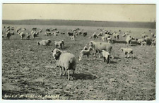 Sheep in Pasture Liberal Kansas KS Postcard picture