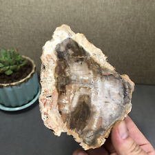 Top 133mm Natural Petrified Wood fossil Rough Slice Madagascar 307g A1470 picture