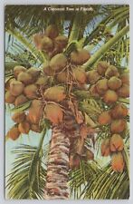 Florida FL - A Cocoanut Tree Tropical Florida Series Unposted 1936 Postcard picture