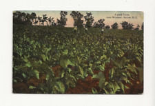 1913 WINSTON SALEM NC VIEW OF FARMERS POSING IN A HUGE TOBACCO FIELD picture