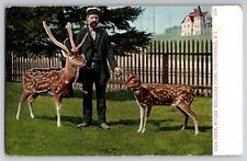 Postcard RI Axis Deer Roger Williams Park Providence Rhode Island Unposted picture