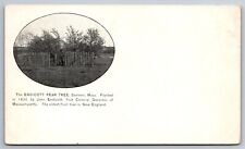The Endicott Pear Tree Danvers Oldest Fruit Tree In Mass C1905 UDB Postcard N1 picture