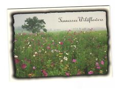 Greetings from Beautiful Tennessee - Tennessee Wildflowers Postcard Unposted picture