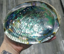 Large Abalone Shell Natural Paua Rainbow LG Sea Green Blue Shell Beach 5 In New picture