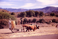 1954 Ox Oxen Near Oaxaca Mexico Vacation Vintage 35mm Slide 1950's JNA14 picture