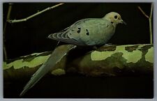 Postcard Mourning Dove Bird picture