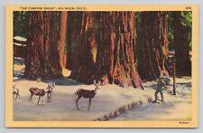 The Compass Group Big Basin California Linen Postcard No 6083 picture