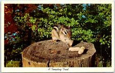 Postcard - A Tempting Treat - Squirrel picture