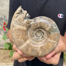 685g Natural Beautiful Ammonite Fossil Conch Crystal Specimen Healing picture